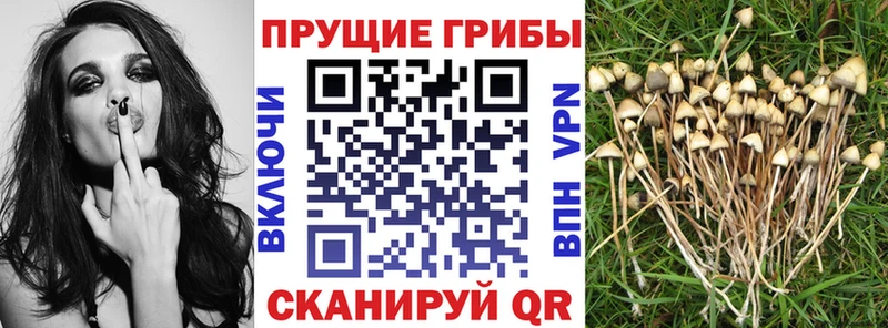 купить наркотик  Сосновый Бор  MEGA tor  Галлюциногенные грибы Psilocybine cubensis 